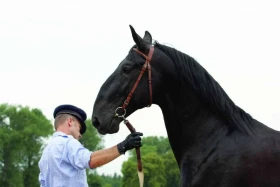 Slatiňany – domov ušlechtilých vraníků