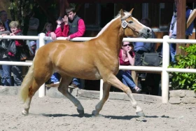 Svod a aukce klisen hafling v Meránu