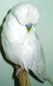 Otevřená výstava andulek v Hostouni