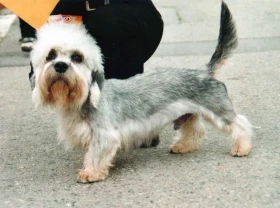 Dandie Dinmont teriér