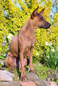 Thajský ridgeback