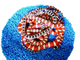 Korálovky – seriál 4. Albino a jiné formy 2. část