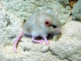 Pískomil tlustoocasý v teráriu (Pachyuromys duprasi Lacepéde, 1880)