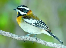 Tangary – barevné drahokamy