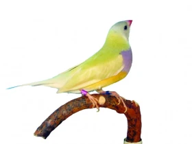 Amadina Gouldové a její chov (25. část) Zbarvení těla