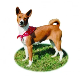 Basenji