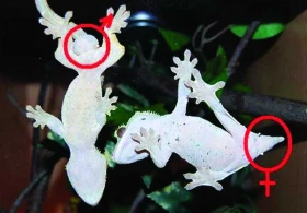 Gekoni – 4. část