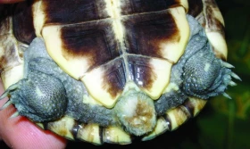 Úskalí společného chovu želv