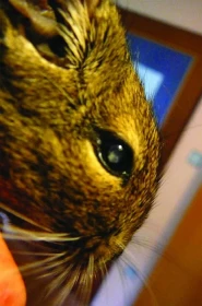 Šedý zákal u osmáka degu