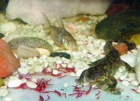 Žebrovník Waltlův (Pleurodeles waltl)