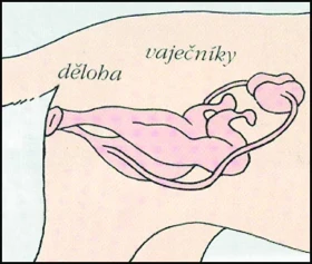 XIV. kapitola Kynologie Jak zabránit nechtěným štěňatům?