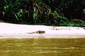 Z malajského deníku – rok 1998