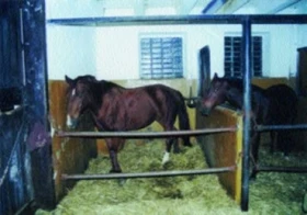 Požadavky na ustájení koní