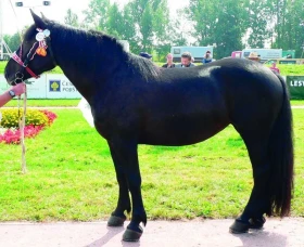 Genetické zdroje České republiky – chladnokrevní koně