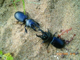 Maroko očima zoologa – 1. část