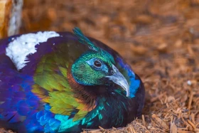 Druhy bažantů, které lze v ČR chovat bez zimoviště