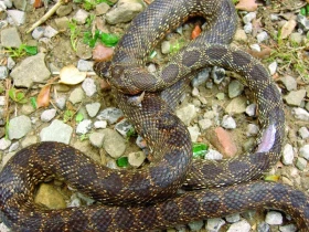 Maroko očima zoologa – 2. část