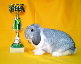 Zakrslí králíci aneb průřez zakrslými plemeny králíků v České republice – 5. část