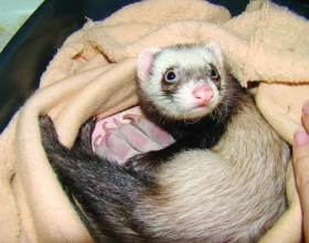 Vývoj fretčího mláděte