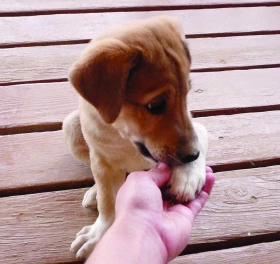 Údržba psích tlapek a drápků