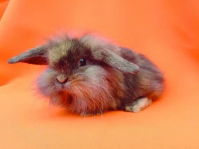 Nákup zakrslého králíka rady a tipy od chovatele a posuzovatele