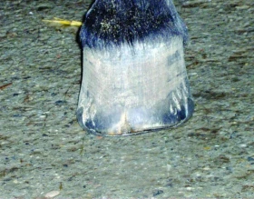 Bez kopyt není koně: 11.díl - Když kopyto praská