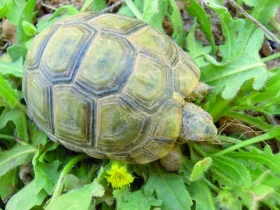 Maroko očima zoologa – 6. část