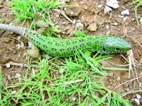 Maroko očima zoologa – 7. část