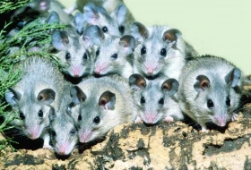 Bodlinatka kilikijská (Acomys Cillicicus)