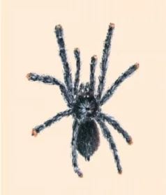 Báječní sklípkani Avicularia metallica