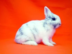 Krmení zakrslého králíka – II. část