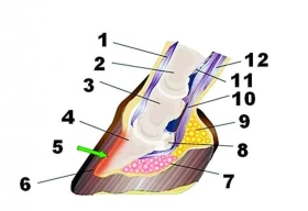 Bez kopyt není koně: 16.díl - Akutní laminitida a první pomoc, která koně může zachránit
