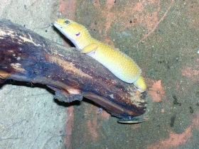 Gekončíci stále aktuální