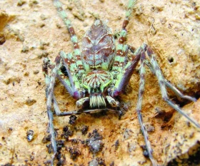 Heteropody - noví obyvatelé našich terárií