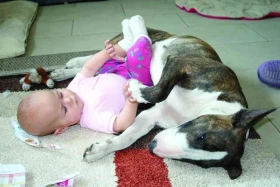 Čtyřnozí pomocníci na míru Část sedmá – canisterapie