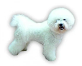 Bišonek Bichon a poil frisé