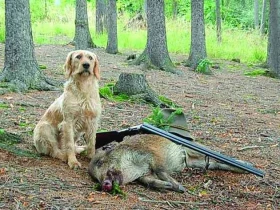 Štýrský hrubosrstý brakýř