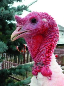 Od vajíčka ke kuřeti