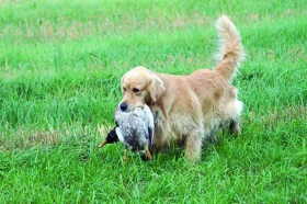 Pohyb psů v lese a na poli z pohledu zákona o myslivosti – § 21