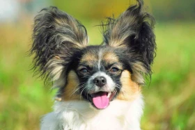 Trpasličí kontinentální španěl Papilon – motýlek a phálene