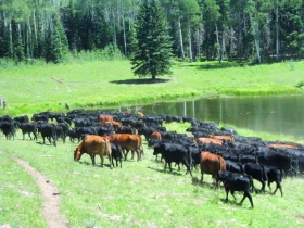 Když jsem jela Coloradem … aneb jak se stát cowgirl