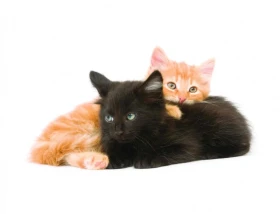 Manuál pro začínajícího chovatele 1. část