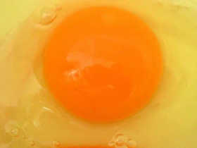 Od vajíčka ke kuřeti Nedaří se? Co mohlo být špatně?