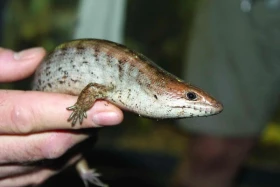 Nejvzácnější ještěr chovaný v Zoo Brno Dvojjazyčník haitský (Celestus warreni)