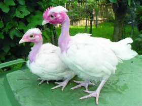 Růst a dospívání drůbeže