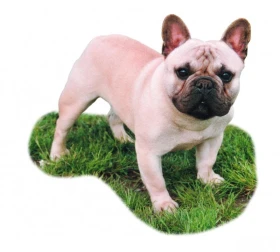 Francouzský buldoček