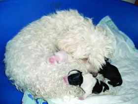 Havanský psík aneb jak jsme měli štěňátka