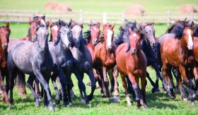 Přirozený způsob chovu koní
