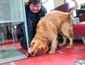 Dvakrát zlatý retrívr