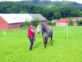 Kůň v pohodě Díl 14.: Vodění jako základ umění